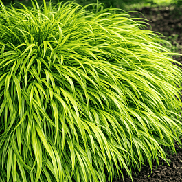 Хаконехлоа большая