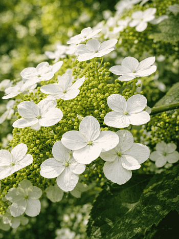 Гортензия древовидная Radiata