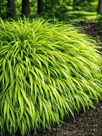 Хаконехлоа большая