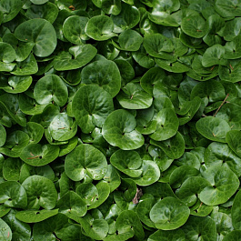 Копытень европейский