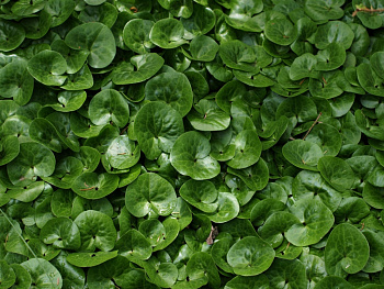 Копытень европейский