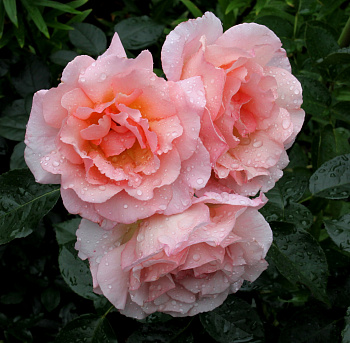 Роза плетистая Компасион