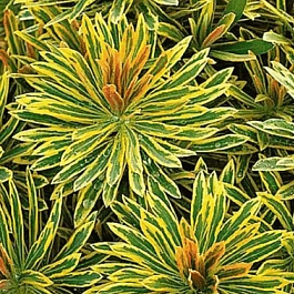 Молочай миндалевидный Ascot Rainbow