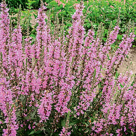 Дербенник иволистный Блаш