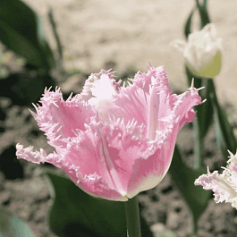 Тюльпан Dallas