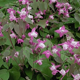 Горянка Юнга Roseum