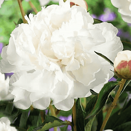 Пион Молочноцветковый White Towers