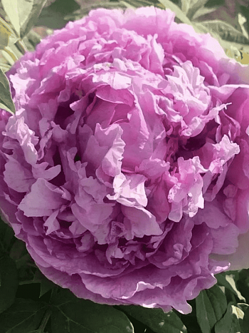 Пион древовидный Lavender Blue