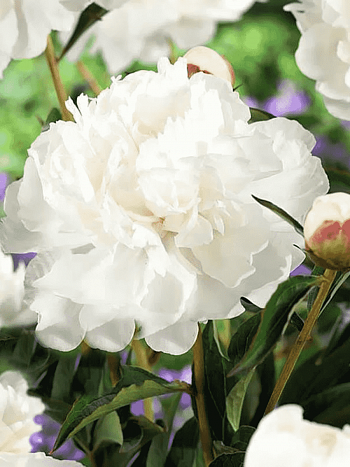 Пион Молочноцветковый White Towers