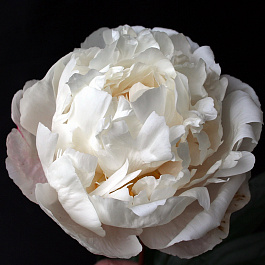 Пион травянистый Гардения