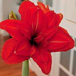 Амариллис махровый Ред Пикок