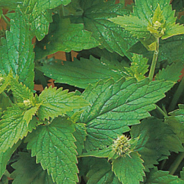 Котовник кошачий Базилио