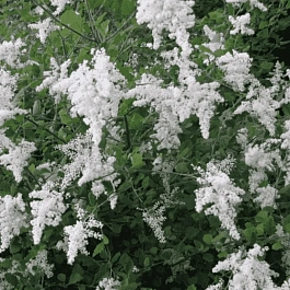 Холодискус разноцветный