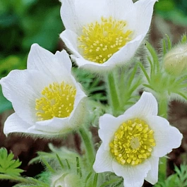 Прострел обыкновенный Alba