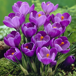 Крокус крупноцветковый Ремембранс