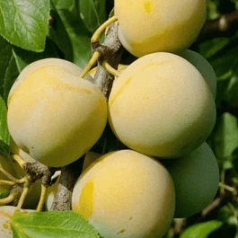 Слива домашняя Ренклод ранний