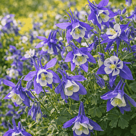 Аквилегия вееровидная Spring Magic  Navy And White