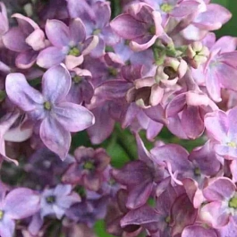 Сирень обыкновенная Рио-Рита