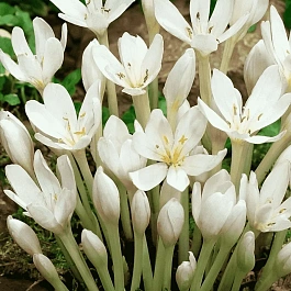 Колхикум Autumnale Album