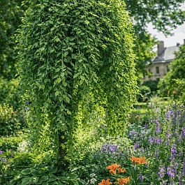 Ива козья Pendula