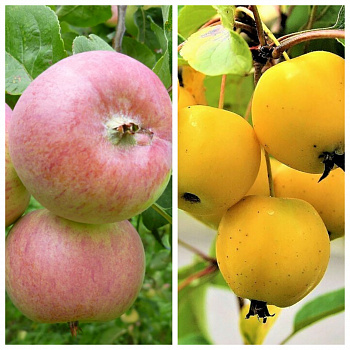 Дерево-сад (5 летка) яблоня 2 сорта Грушовка Московская-Китайка золотая ранняя