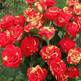 Роза штамбовая Fire Flash