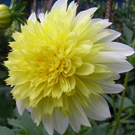 Георгина Анемоновидная Пасодобль