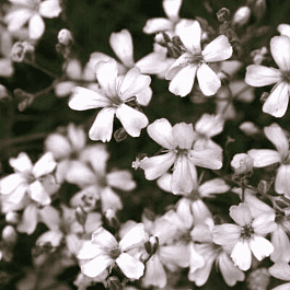 Гипсофила метельчатая Alba