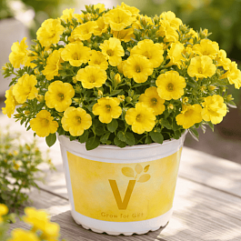 Калибрахоа Calitastic Butter (кашпо)