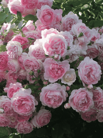 Роза Плетистая Jasmina