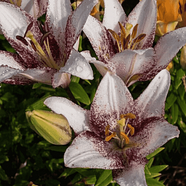 Лилия Sweet Zanica