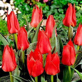 Тюльпан Грейга Али-Баба