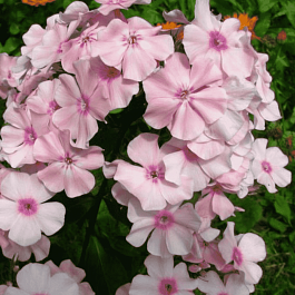 Флокс метельчатый Rosa Pastell