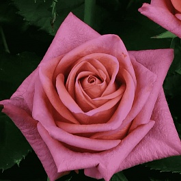 Роза чайно-гибридная  Barista