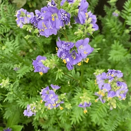 Синюха голубая Bambino Blue