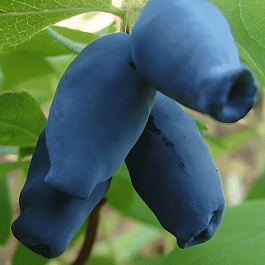 Жимолость плодовая Амфора