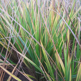 Вейник остроцветковый Вальденбух Вейник остроцветковый Вальденбух