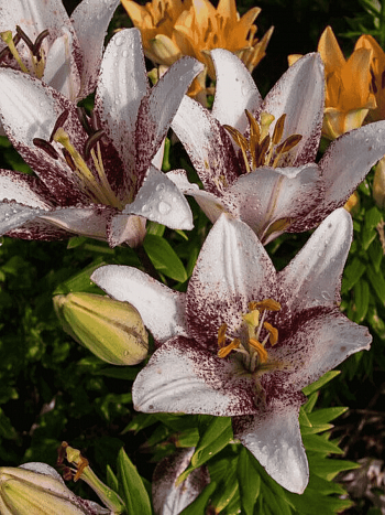 Лилия Sweet Zanica