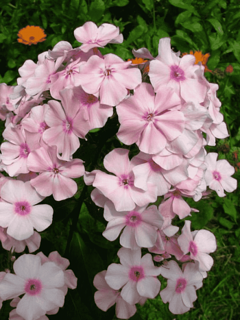 Флокс метельчатый Rosa Pastell