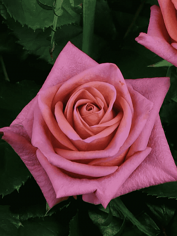 Роза чайно-гибридная  Barista