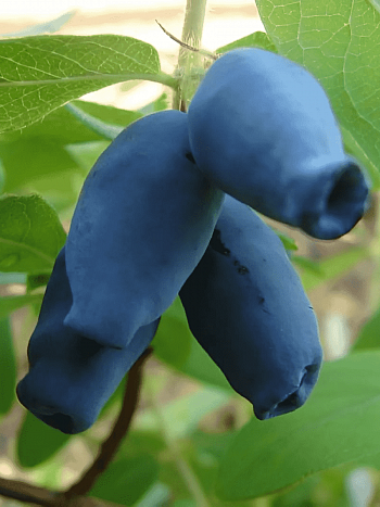 Жимолость плодовая Амфора