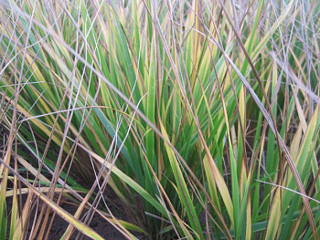 Вейник остроцветковый Вальденбух