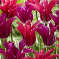Тюльпан Purple Doll