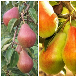 Дерево-сад (5 летка) груша 2 сорта Яковлевская-Чудесница