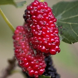 Шелковица черная Red №2