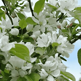 Яблоня декоративная  John Downie