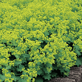 Манжетка мягкая Triller