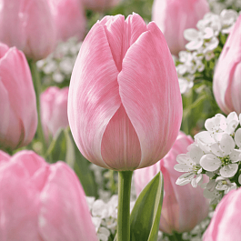 Тюльпан Mystic Van Eyck