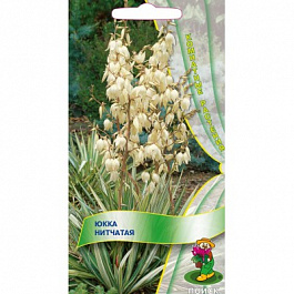 Юкка нитчатая