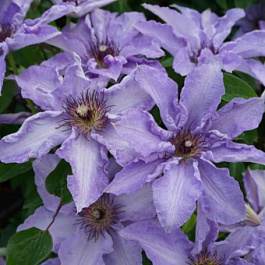 Клематис (Ломонос) гибридный Myosotis